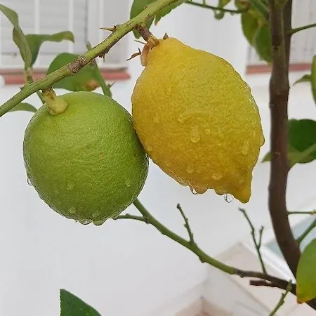 Private Luxurious Walking Distance To Puerto Banus Marbella