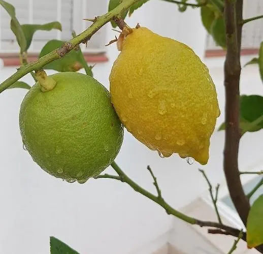 Private Luxurious Walking Distance To Puerto Banus Marbella